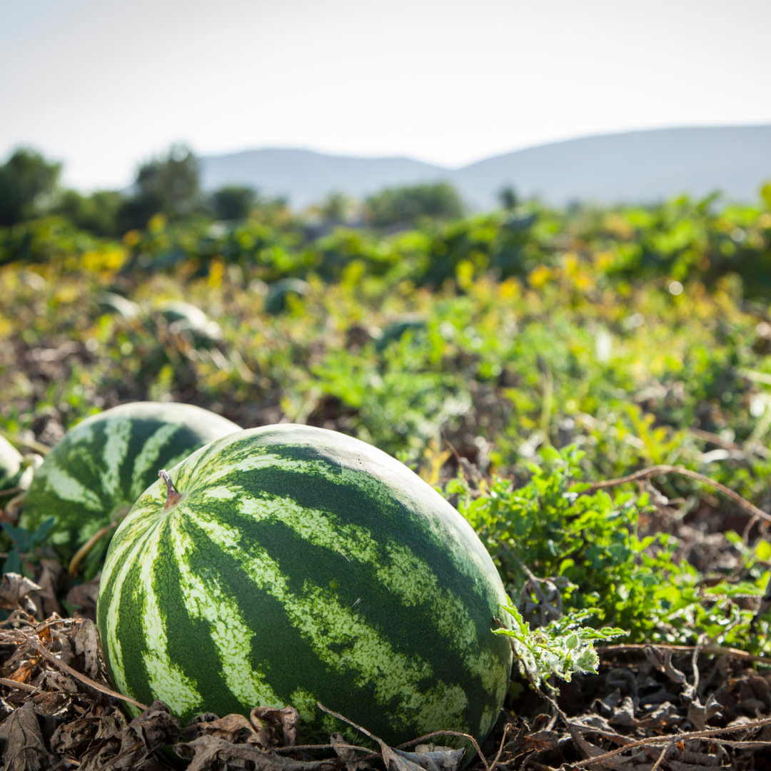 Fresh Watermelon