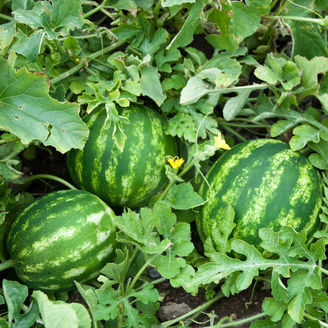 Frozen Watermelon Pulp